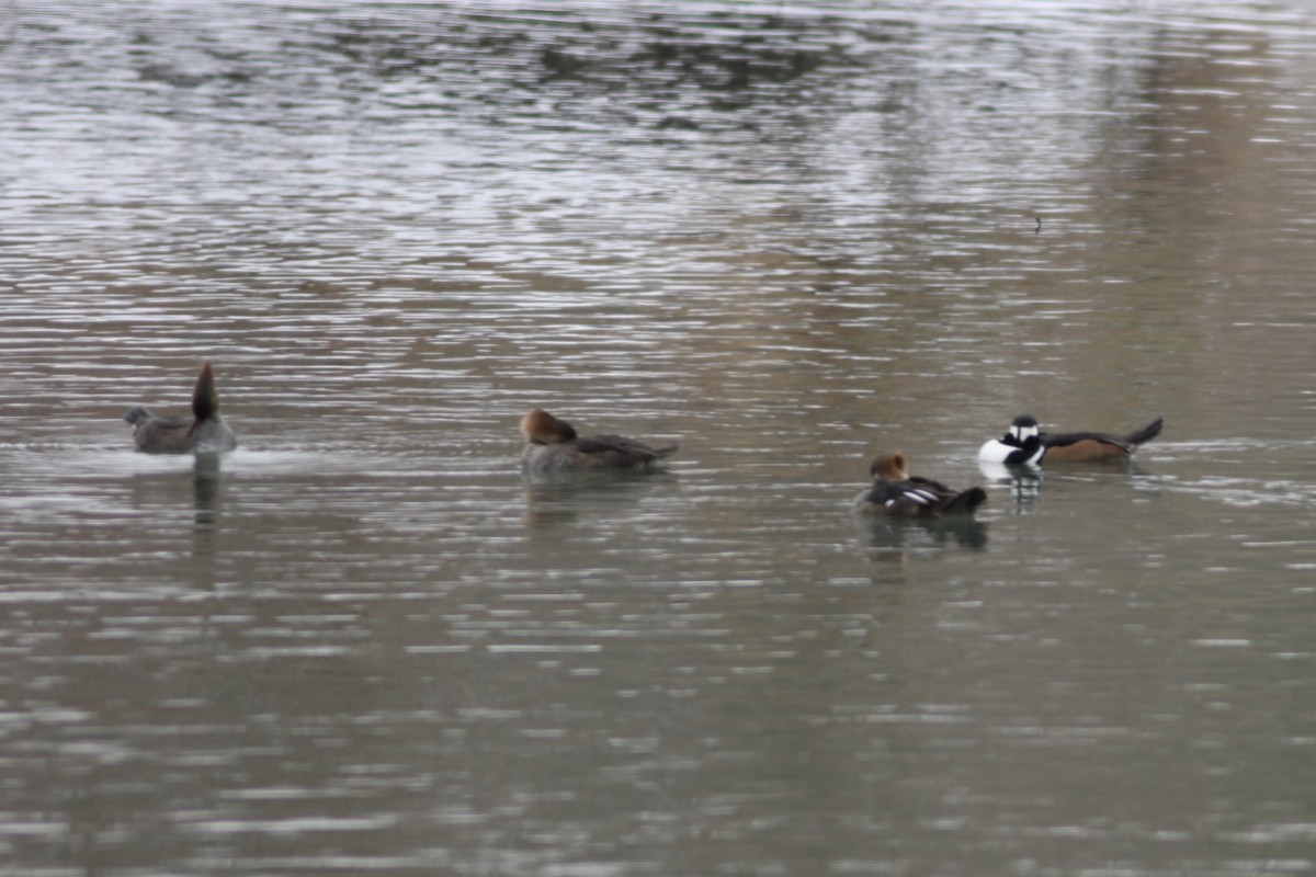 Hooded Merganser - ML646597600