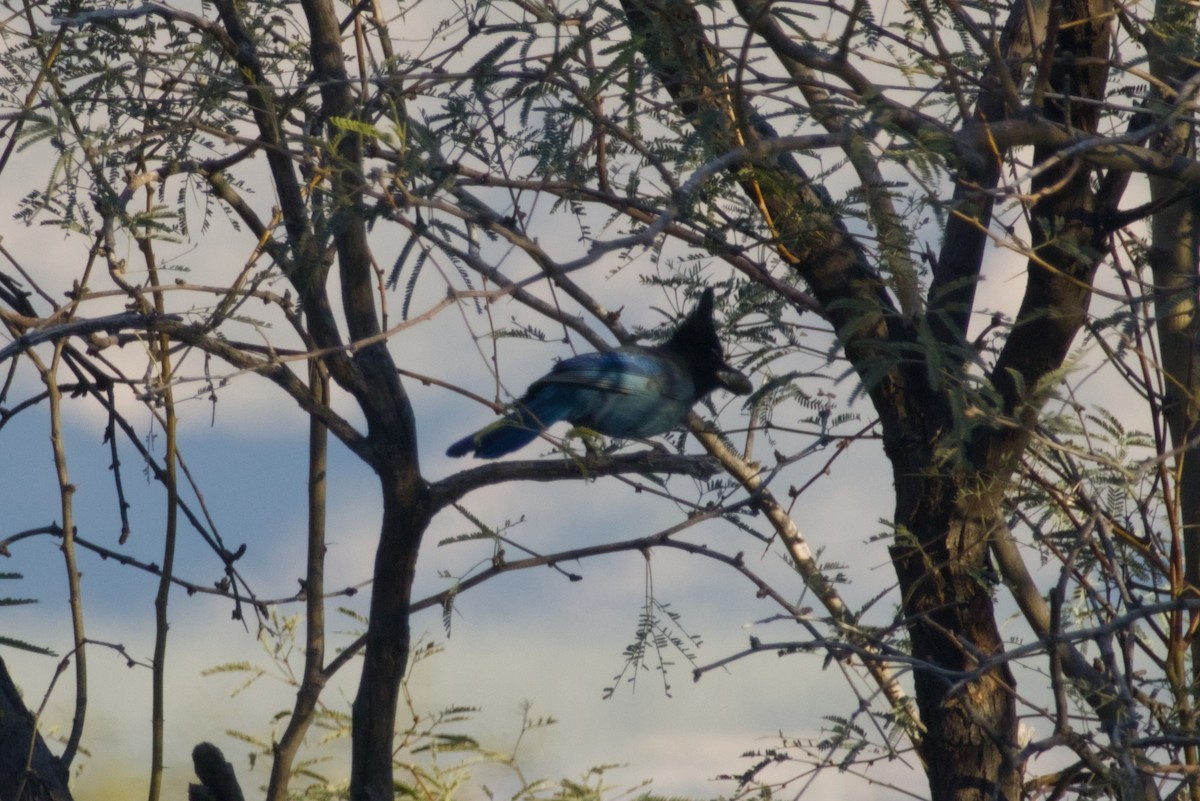 Chara de Steller (grupo diademata) - ML646597602