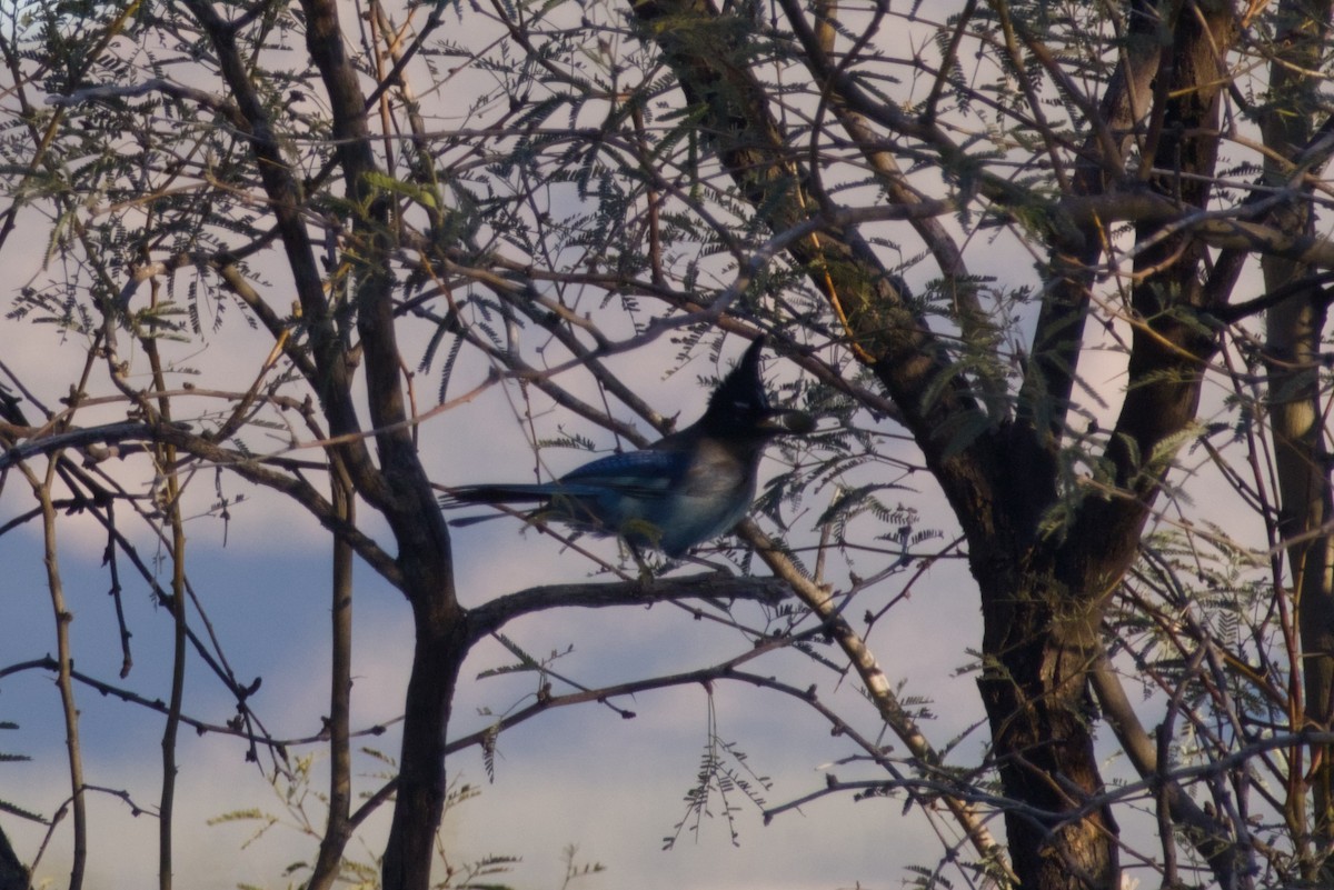 Chara de Steller (grupo diademata) - ML646597603