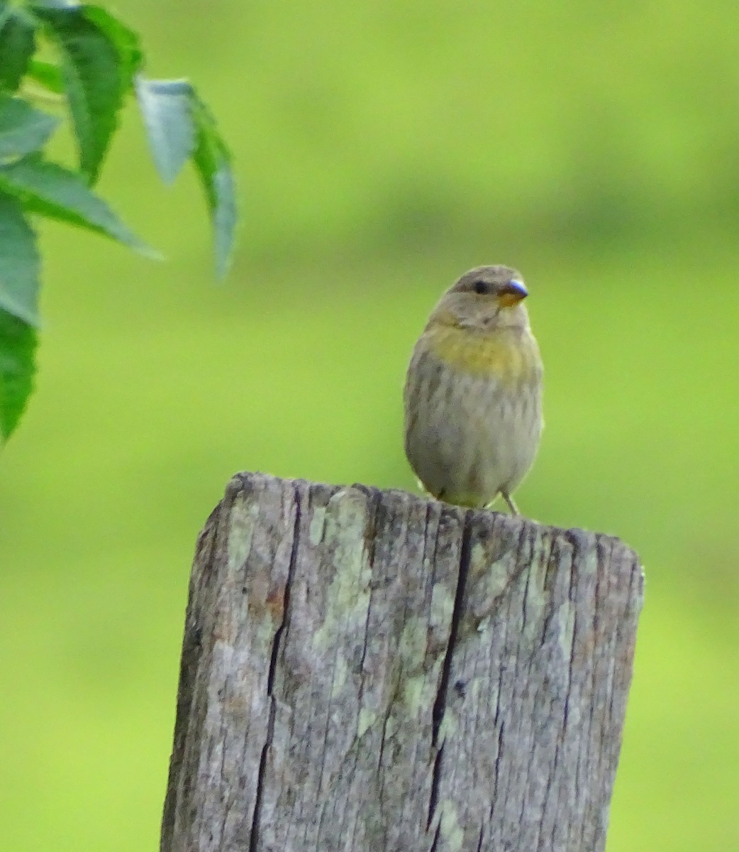 Saffron Finch - ML646597605