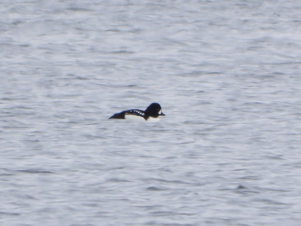 Barrow's Goldeneye - ML646597609