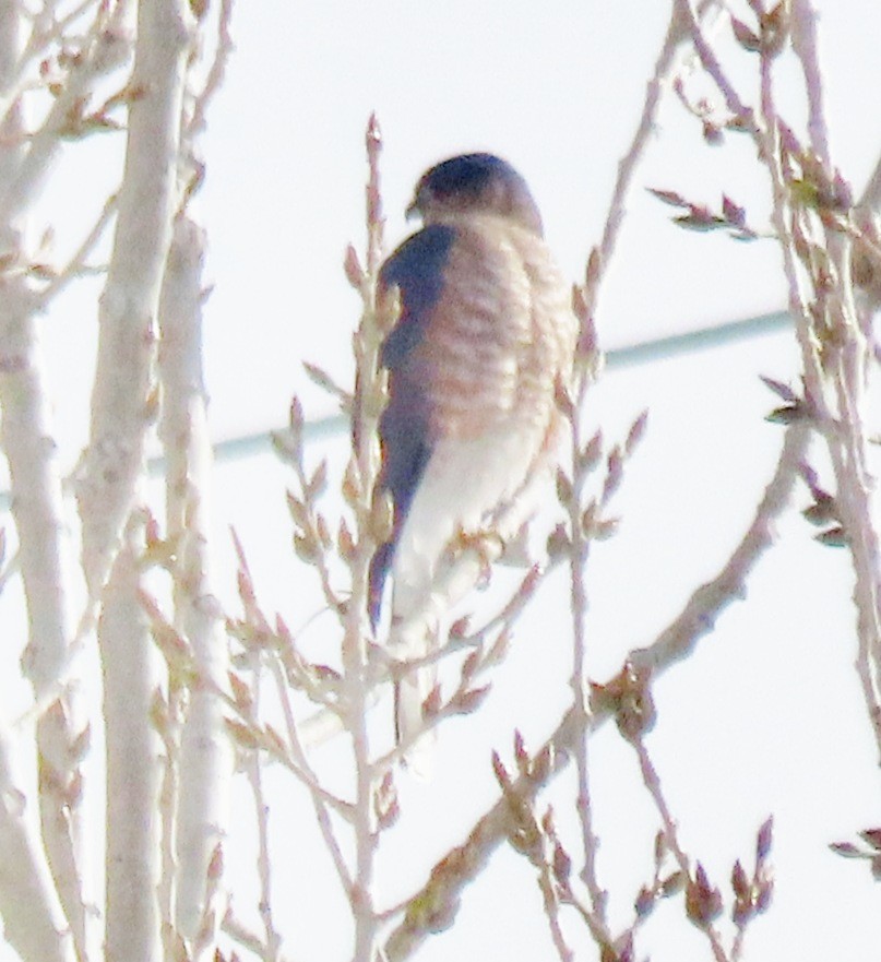 Sharp-shinned Hawk - ML646597611