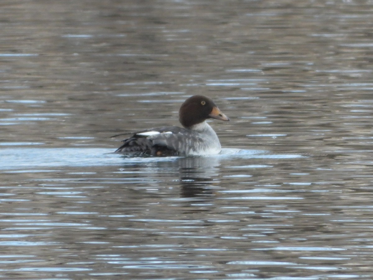 Common/Barrow's Goldeneye - ML646597616