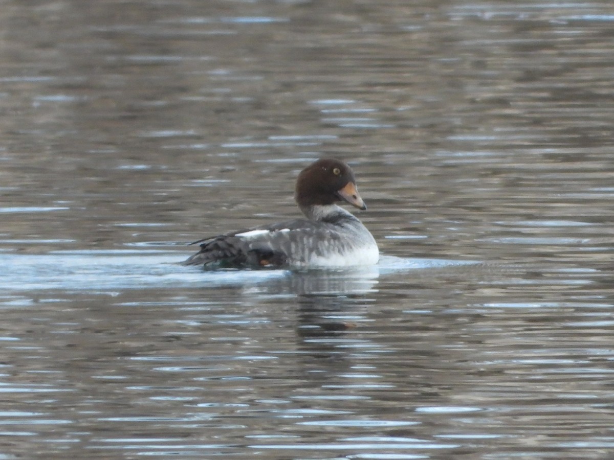 Common/Barrow's Goldeneye - ML646597618