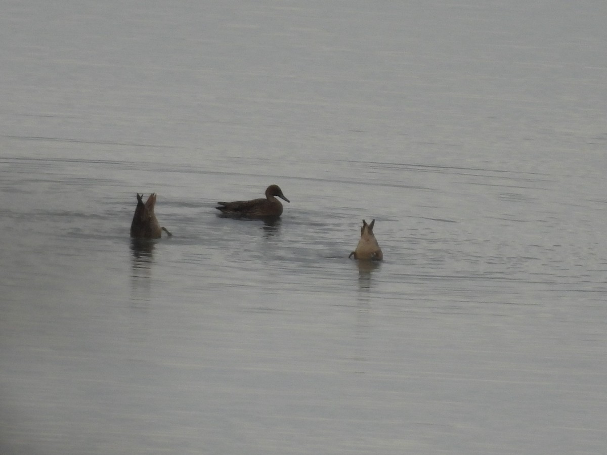 Шилохвіст північний - ML646597619