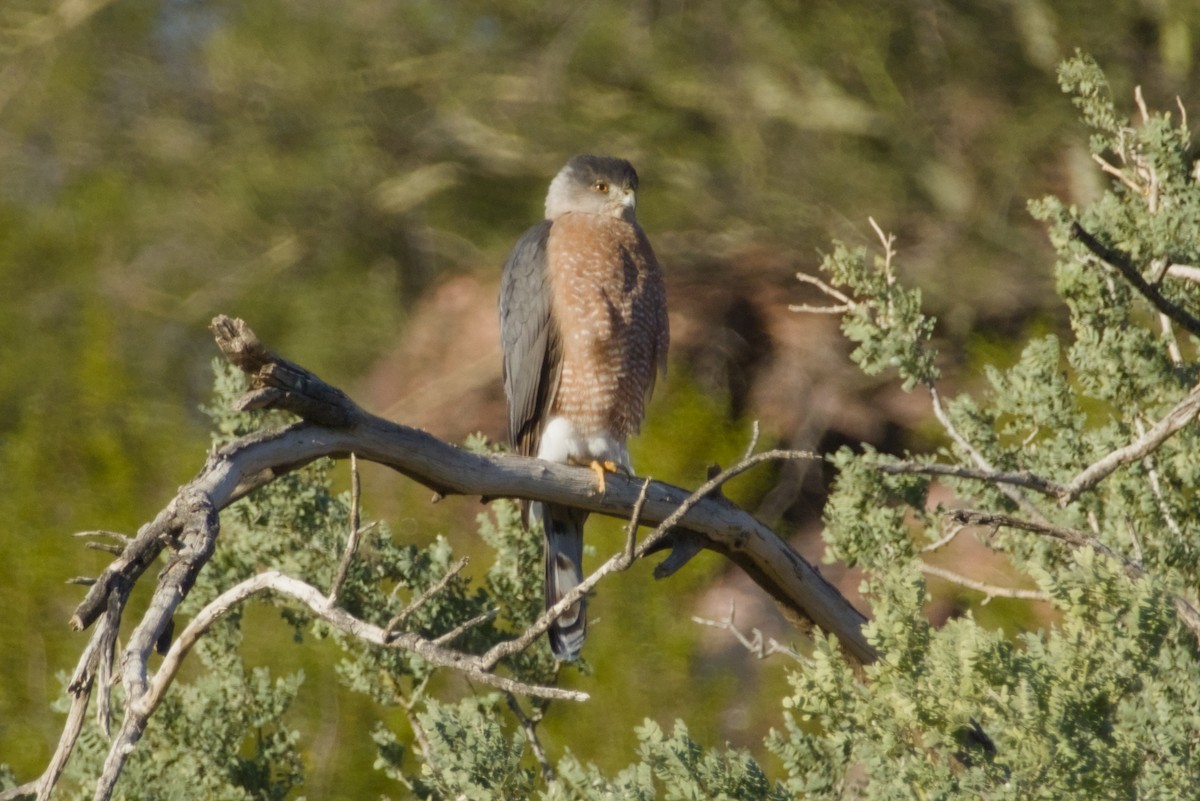 Cooper's Hawk - ML646597623