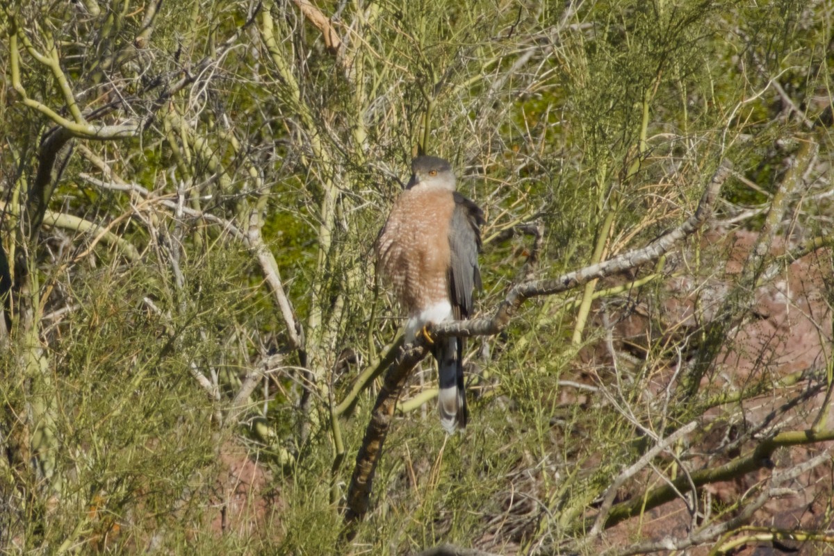 Cooper's Hawk - ML646597624