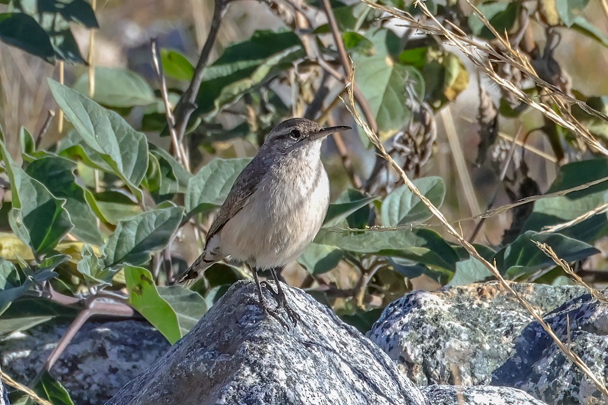 Rock Wren - ML646597626