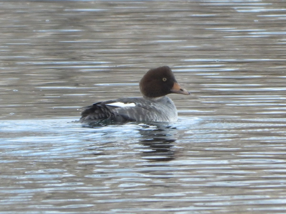 Common/Barrow's Goldeneye - ML646597627