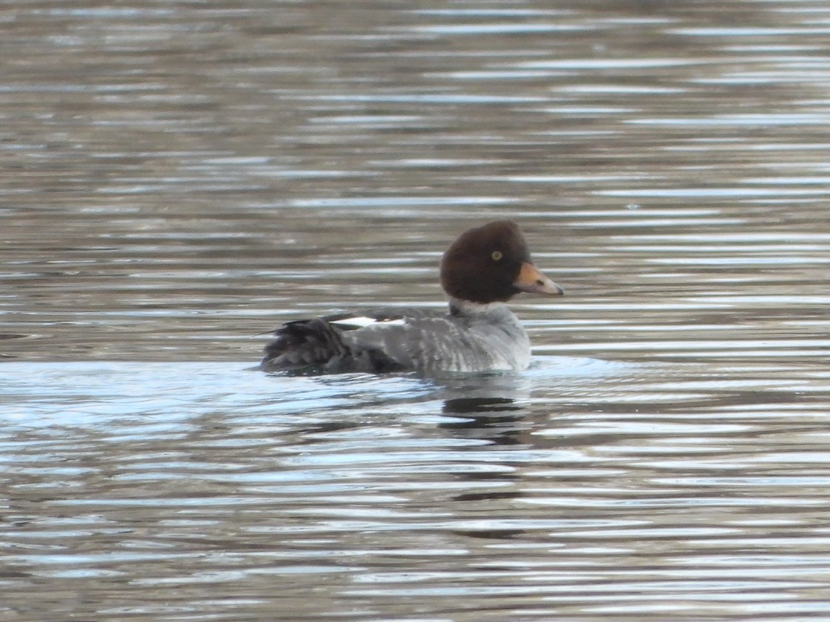 Common/Barrow's Goldeneye - ML646597633