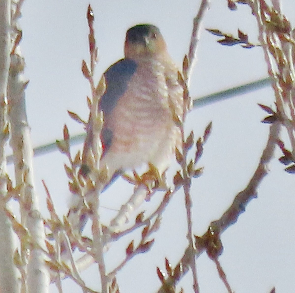 Sharp-shinned Hawk - ML646597634