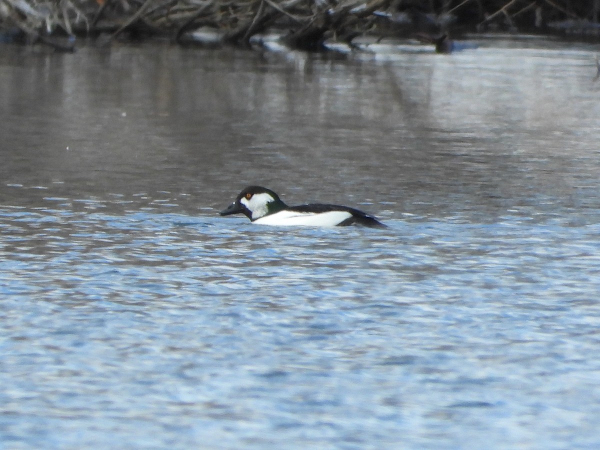Bufflehead x Common Goldeneye (hybrid) - ML646597637