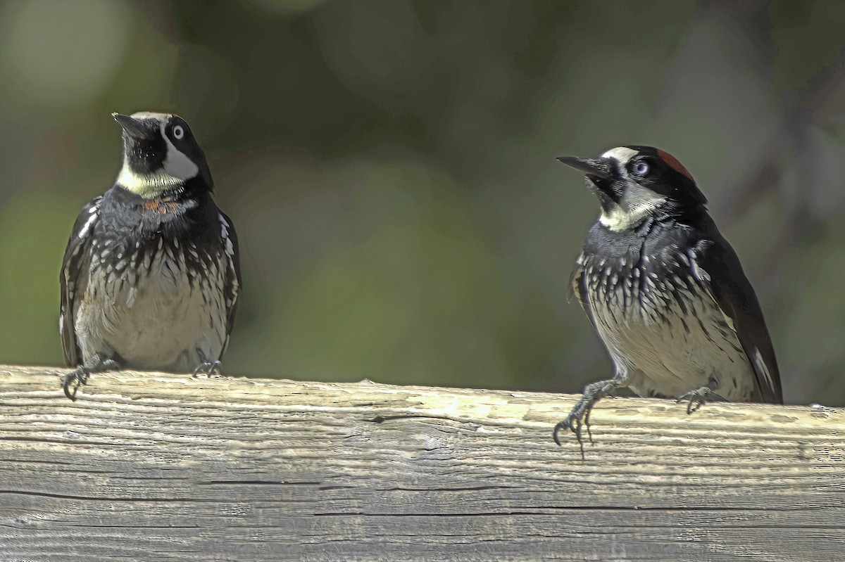 Acorn Woodpecker - ML646597651