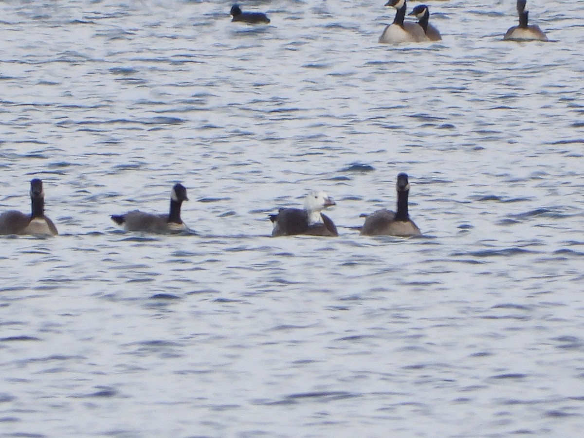 Snow x Cackling Goose (hybrid) - ML646597654