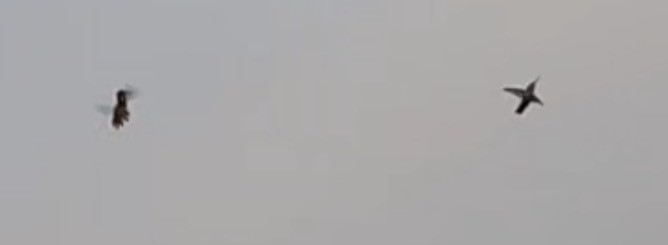 Шпак звичайний - ML646597655