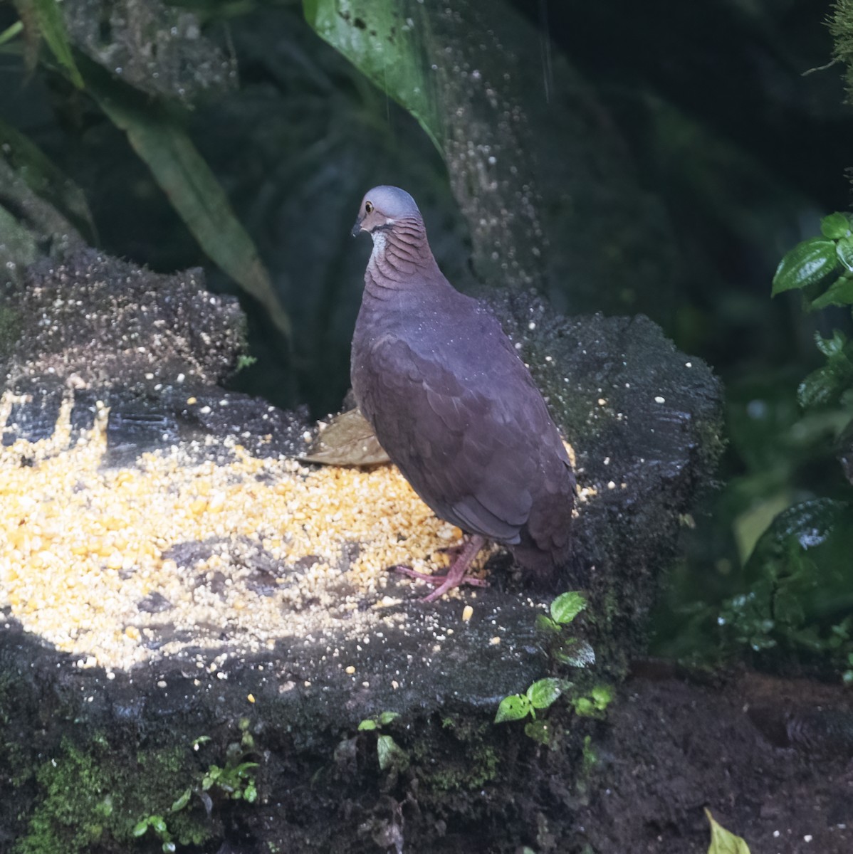 White-throated Quail-Dove - ML646597656