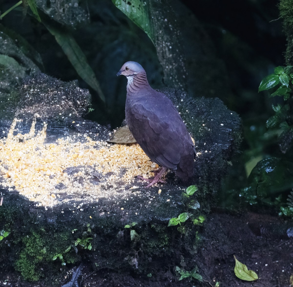 White-throated Quail-Dove - ML646597657