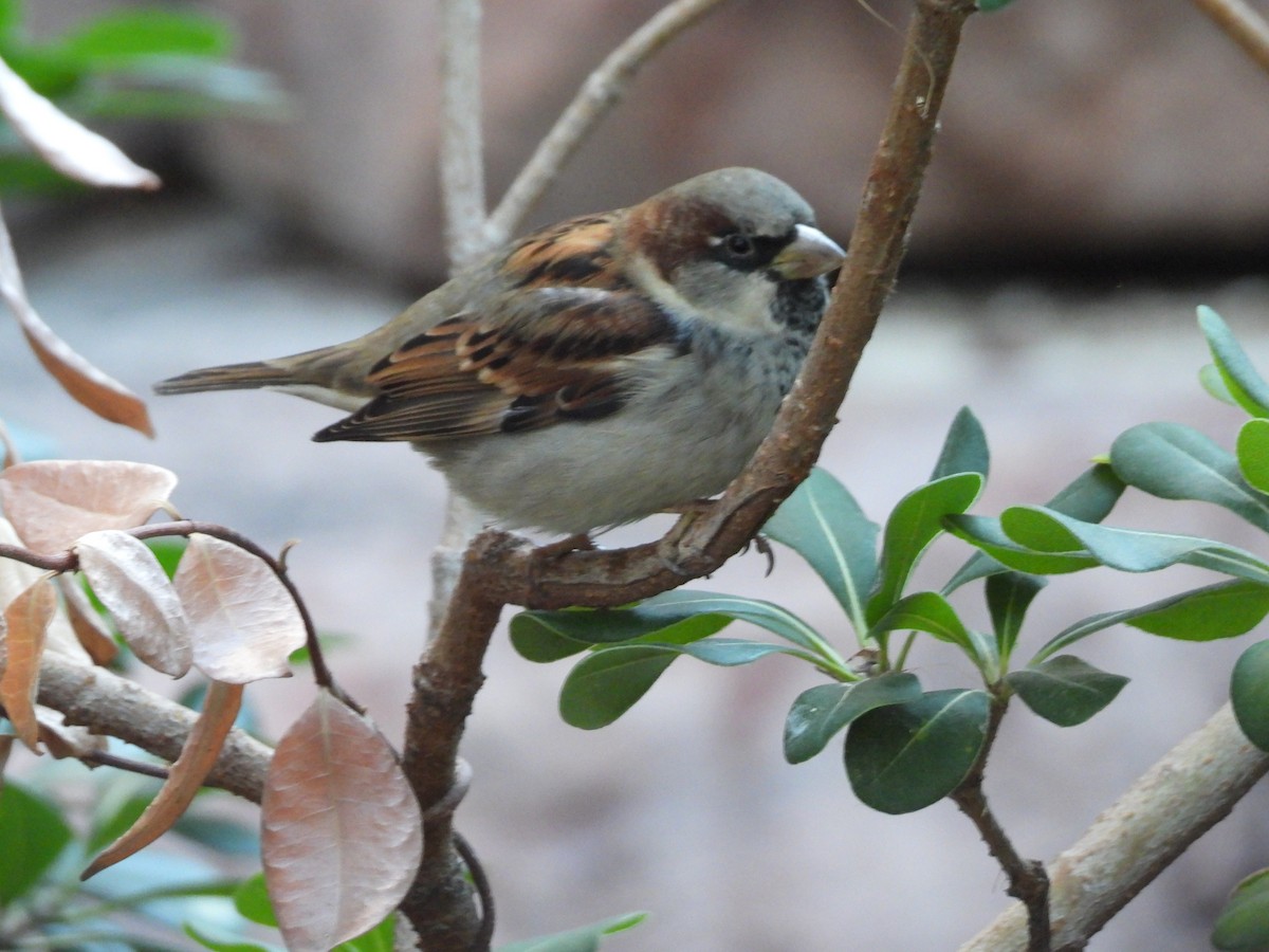 vrabec domácí - ML646597658