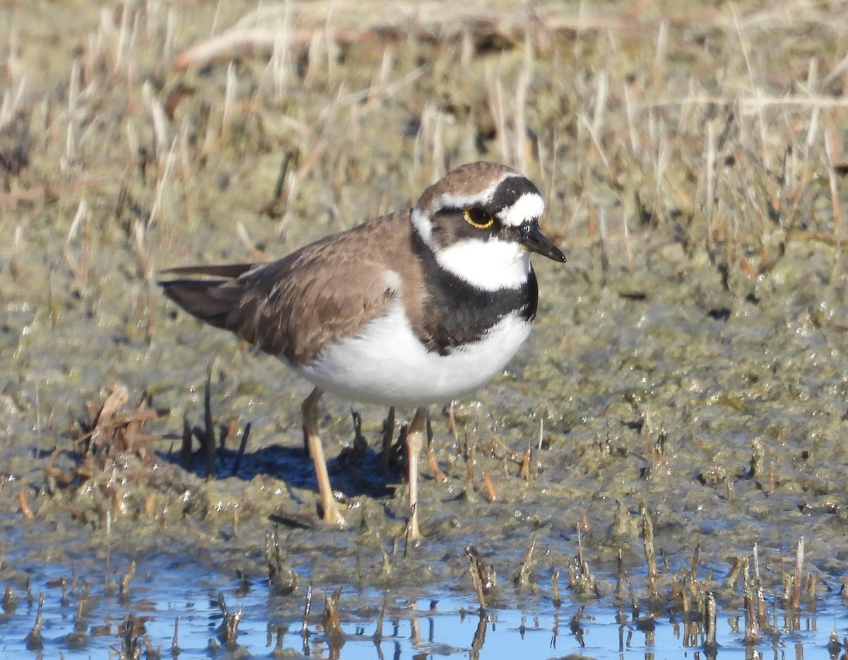 Little Ringed Plover - ML646597659