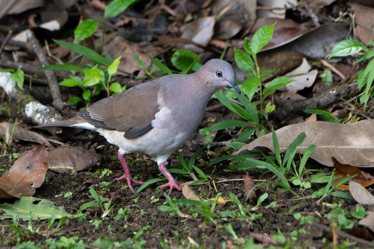 Blauringtaube - ML646597671