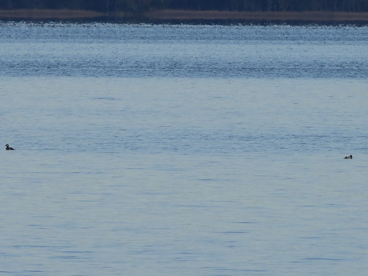 Bufflehead - ML646597672