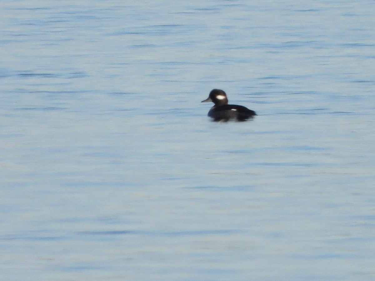 Bufflehead - ML646597673