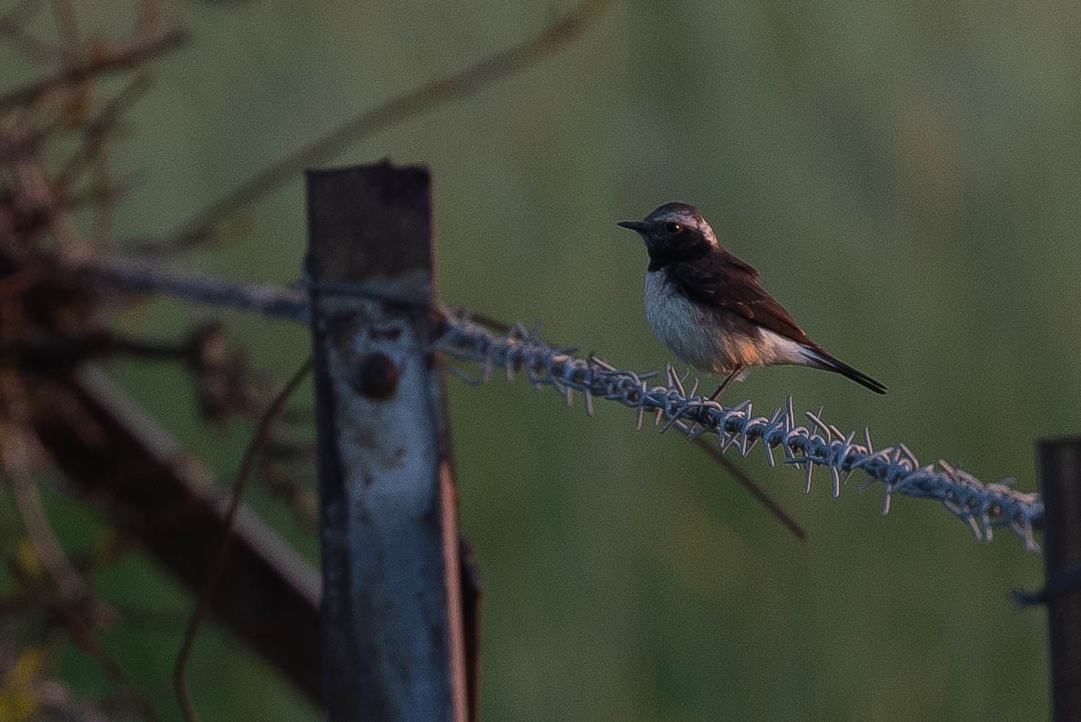 Kıbrıs Kuyrukkakanı - ML646597674