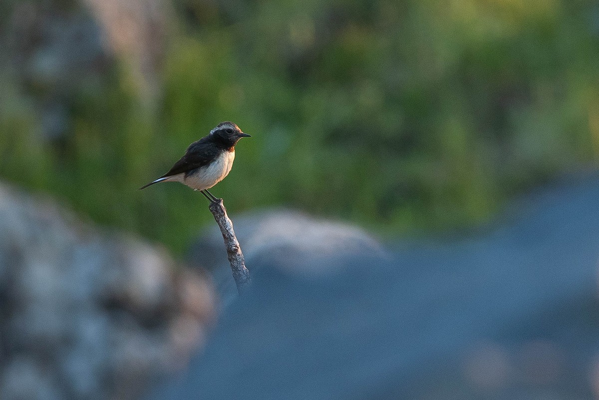 Kıbrıs Kuyrukkakanı - ML646597675