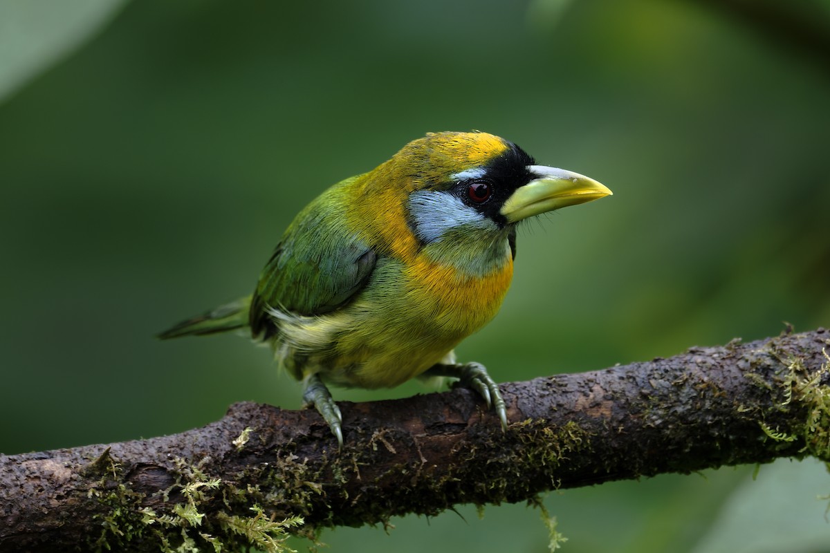 Red-headed Barbet - ML646597677