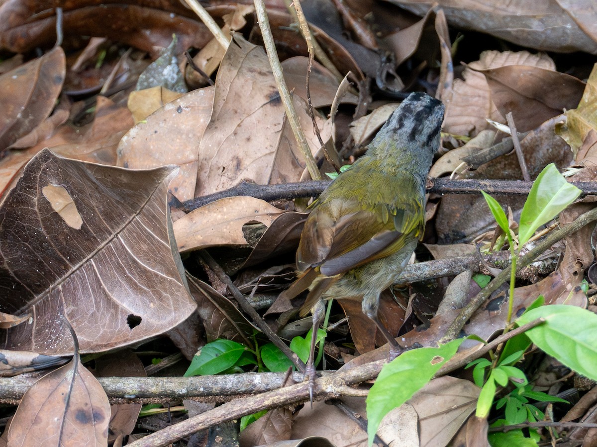 Dickichtammer - ML646597678