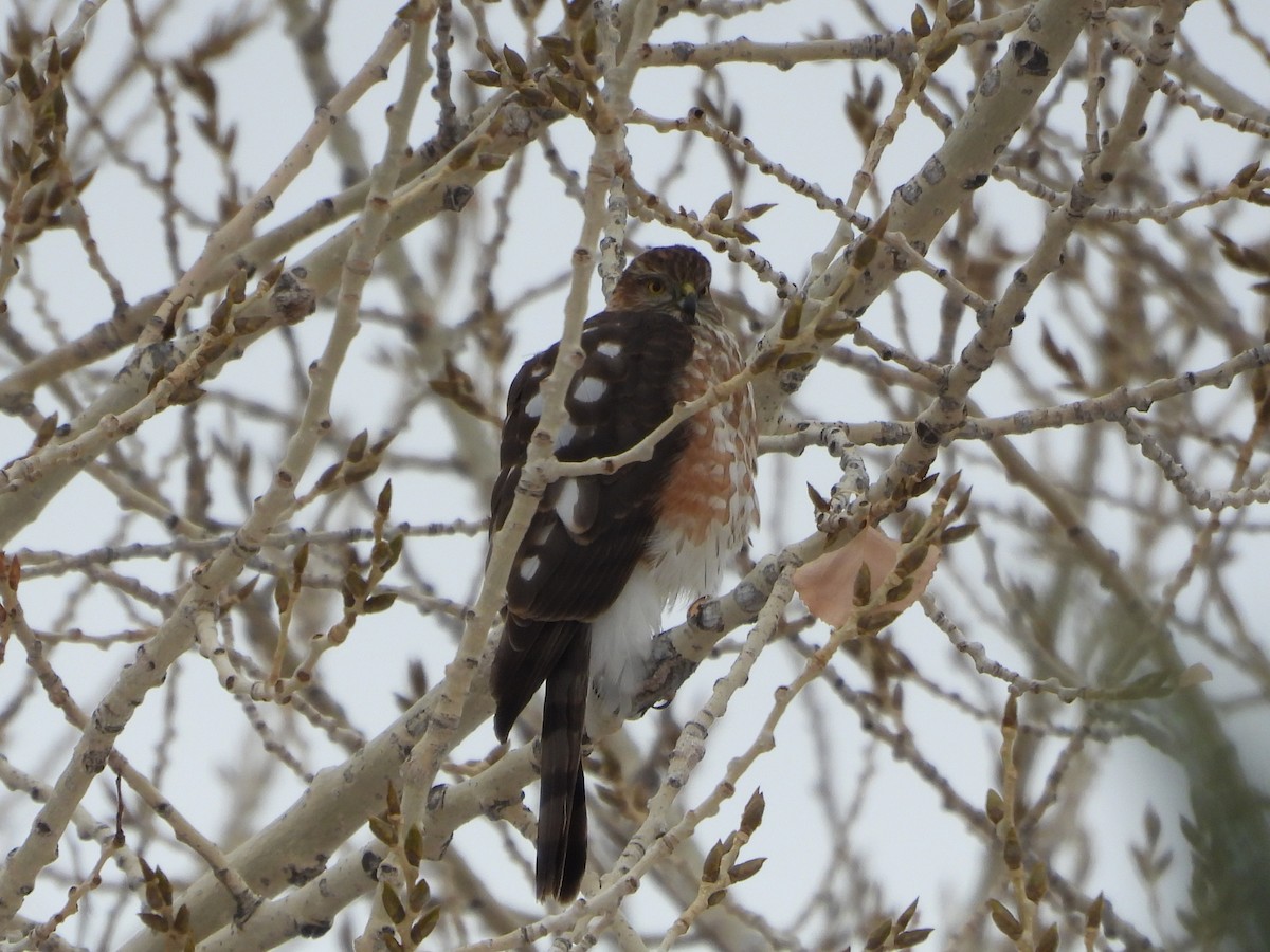 Sharp-shinned Hawk - ML646597679