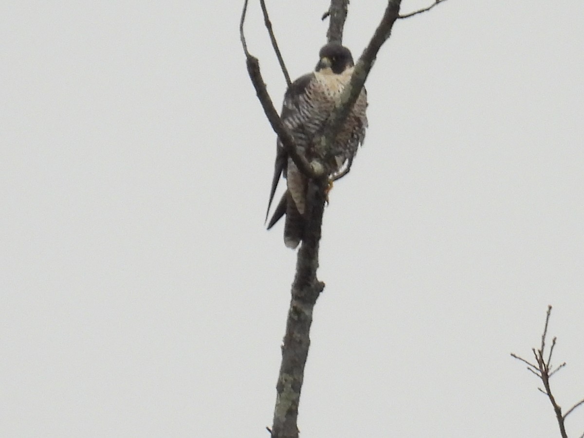 Peregrine Falcon - ML646597681