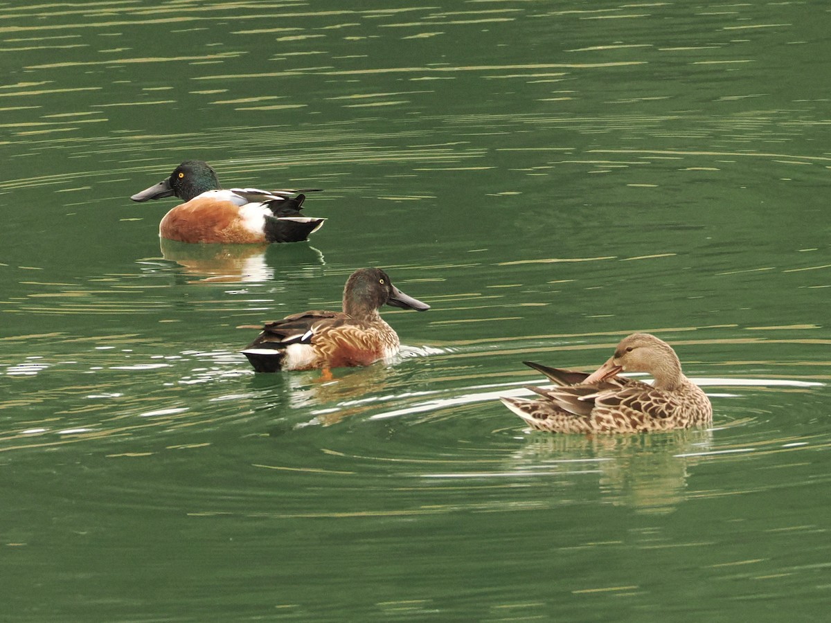 Northern Shoveler - ML646597685