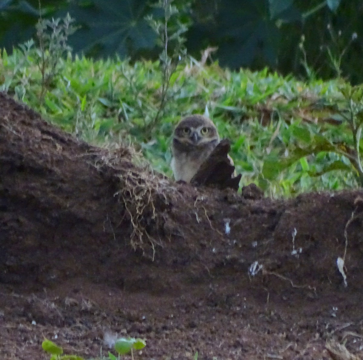 Burrowing Owl - ML646597686