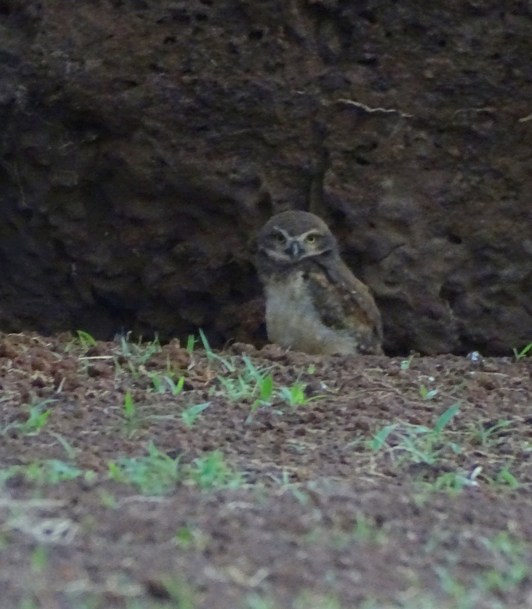 Burrowing Owl - ML646597687