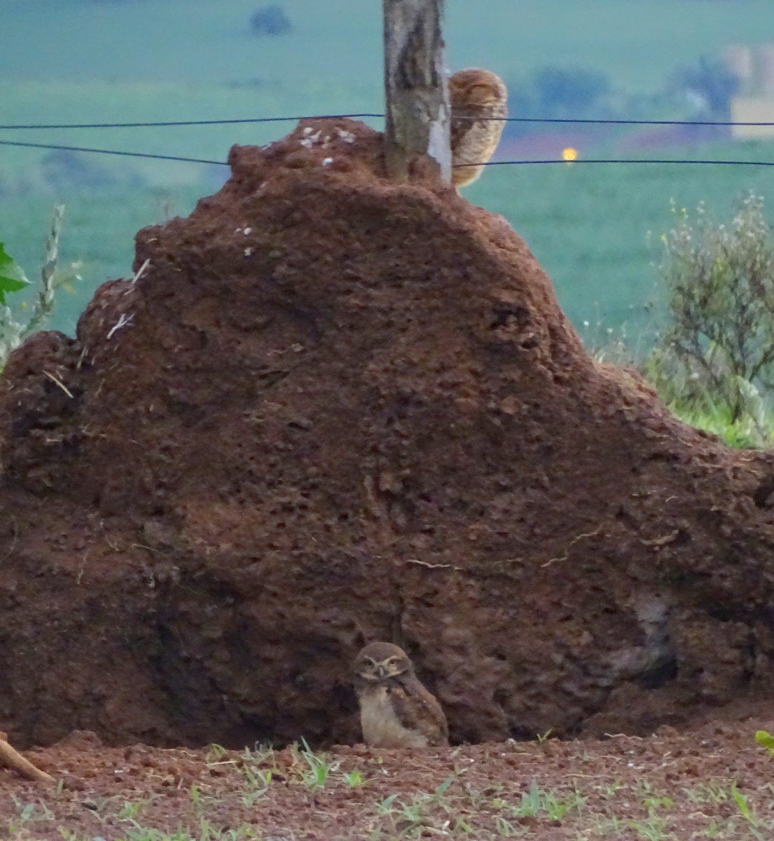 Burrowing Owl - ML646597688