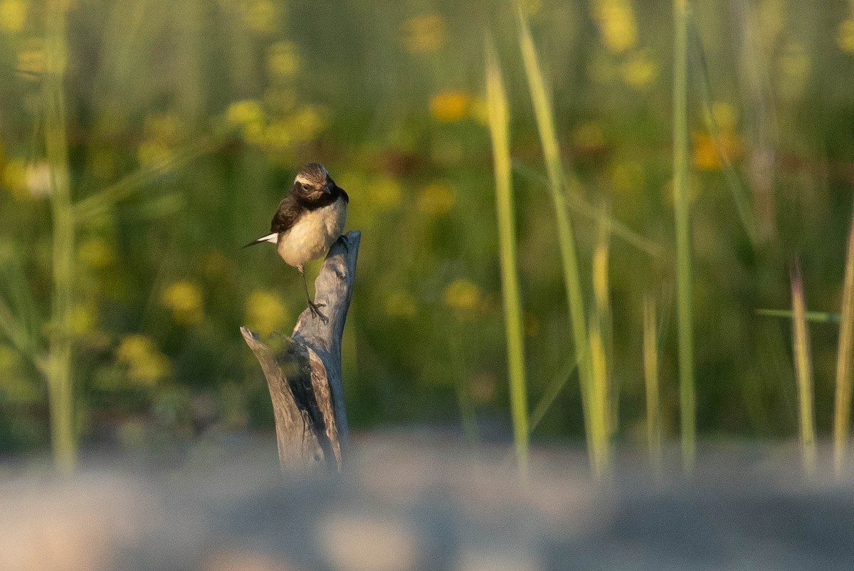 Kıbrıs Kuyrukkakanı - ML646597692
