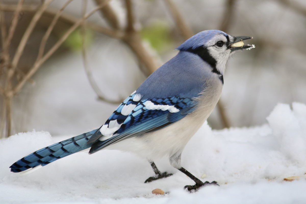 Blue Jay - ML646597693