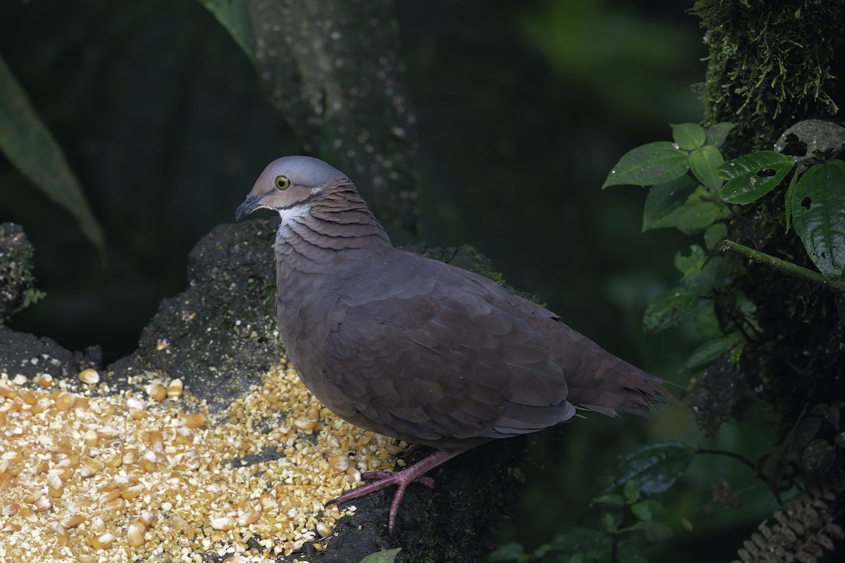 White-throated Quail-Dove - ML646597694