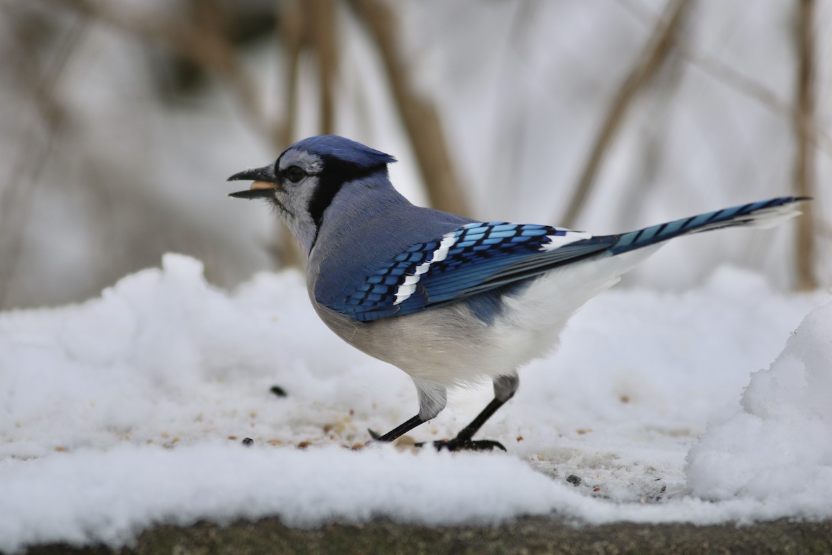Blue Jay - ML646597695