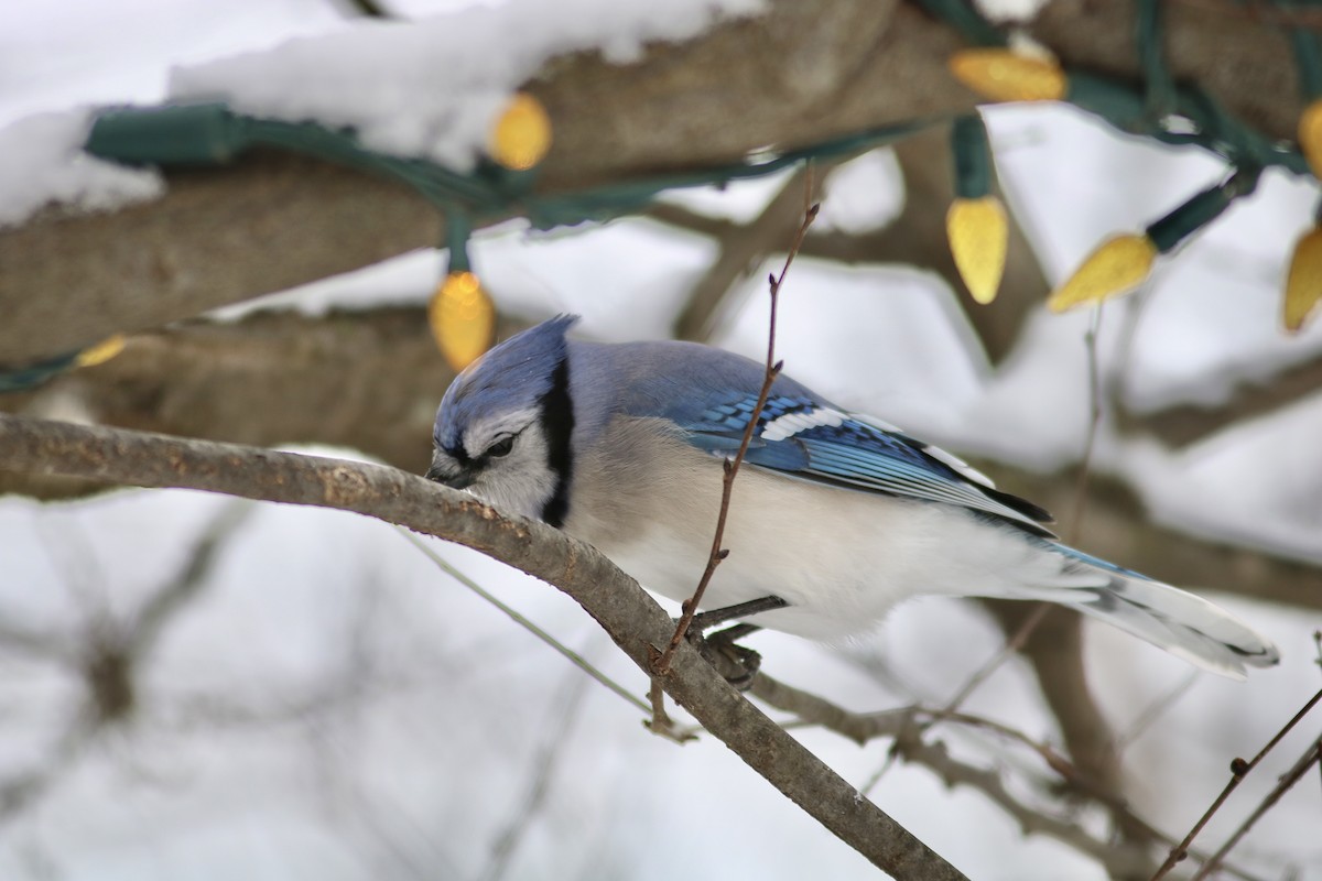 Blue Jay - ML646597696