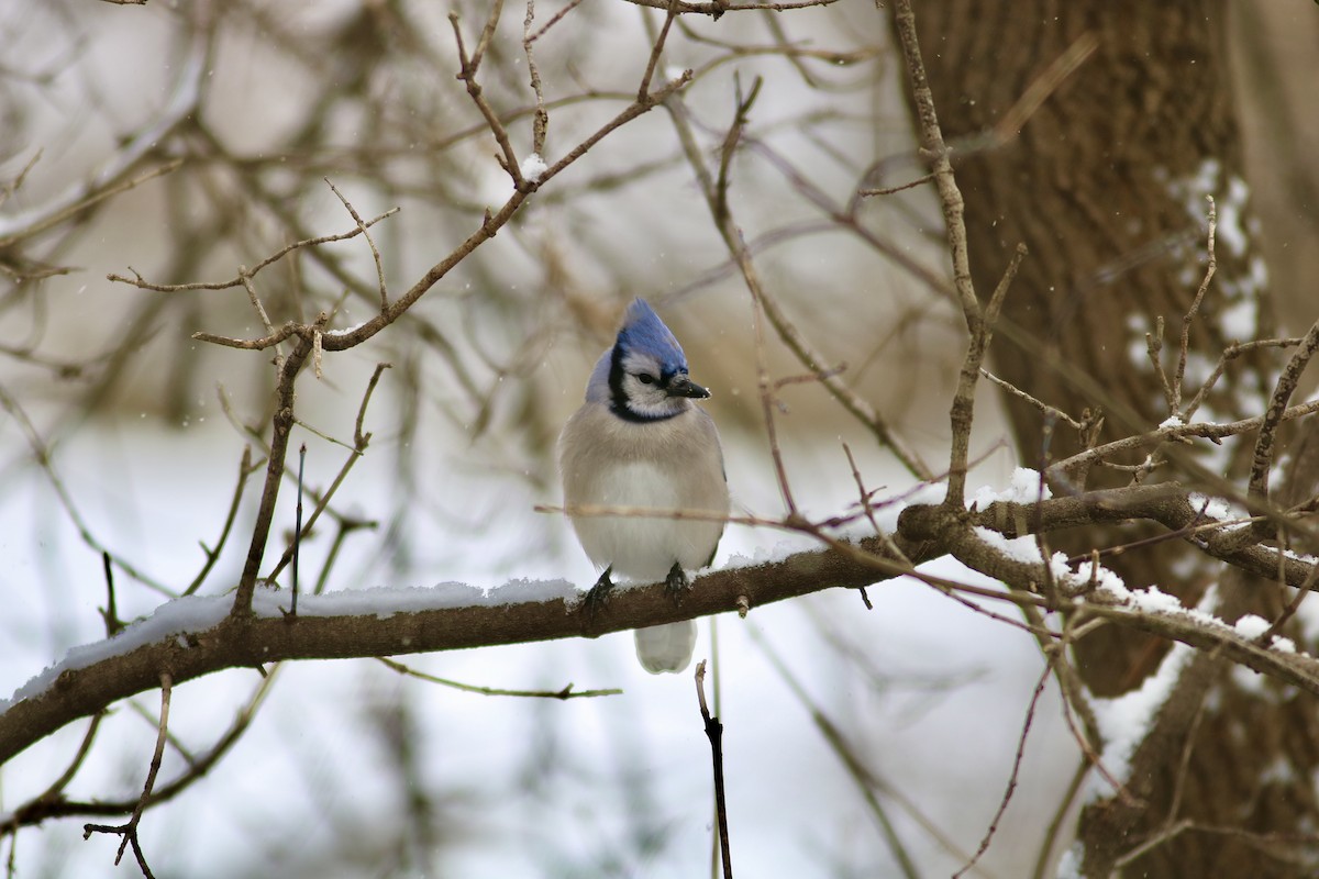 Blue Jay - ML646597697
