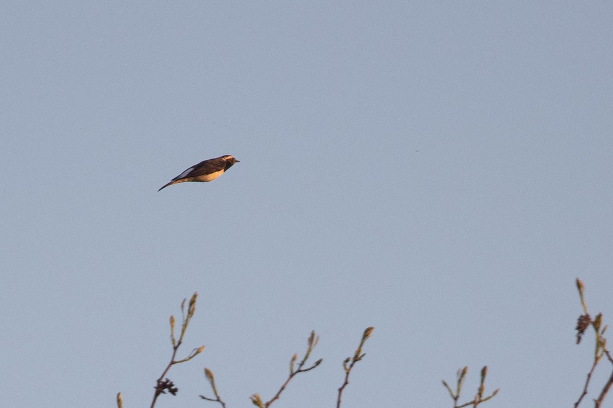 Kıbrıs Kuyrukkakanı - ML646597698