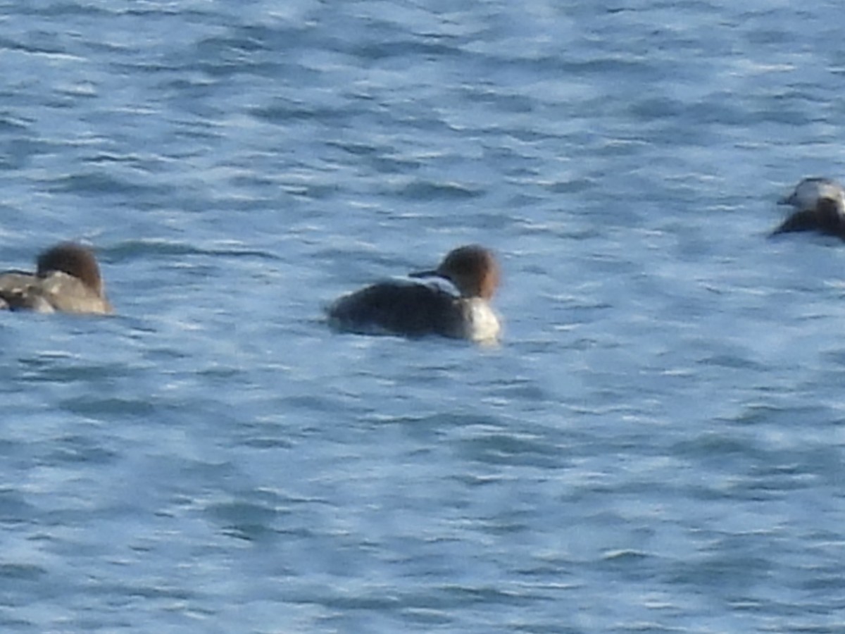 ウミアイサ - ML646597699