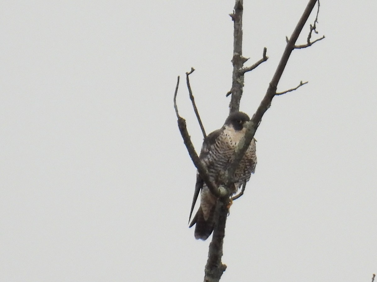 Peregrine Falcon - ML646597701