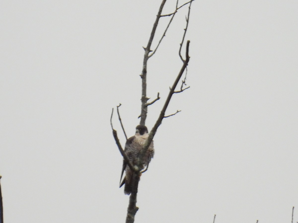 Peregrine Falcon - ML646597702