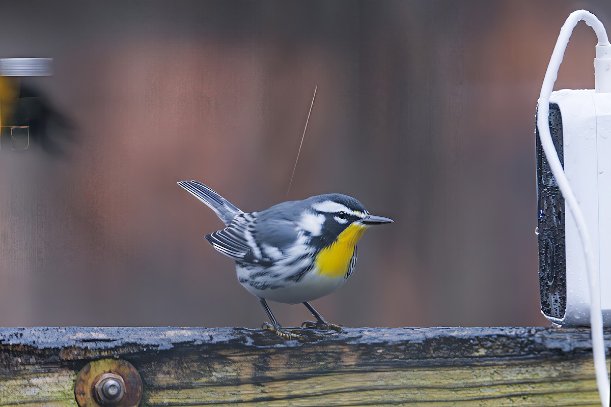 Paruline à gorge jaune - ML646597703