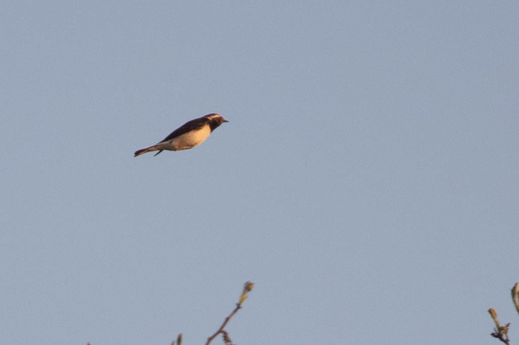 Kıbrıs Kuyrukkakanı - ML646597706