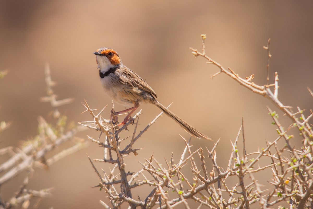 Rufous-eared Warbler - ML646597707