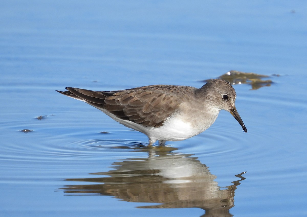 Temminck's Stint - ML646597710